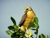 Red-shouldered Hawk (Buteo lineatus)