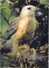 Red-shouldered Hawk (Buteo lineatus)