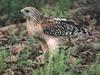 Red-shouldered Hawk (Buteo lineatus)