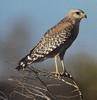 Red-shouldered Hawk (Buteo lineatus)