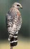 Red-shouldered Hawk (Buteo lineatus)