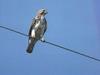 Broad-winged Hawk juvenile (Buteo platypterus)