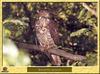 European Honey-Buzzard (Pernis apivorus)