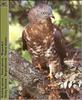 European Honey-Buzzard (Pernis apivorus)