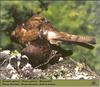 European Honey-Buzzard (Pernis apivorus)