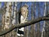 Cooper's Hawk (Accipiter cooperii)