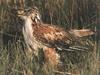 Ferruginous Hawk (Buteo regalis)