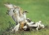 Ferruginous Hawk (Buteo regalis)