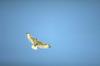 Ferruginous Hawk (Buteo regalis)