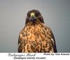 Galapagos Hawk (Buteo galapagoensis)