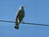 Gray Hawk (Asturina nitida)