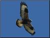 Rough-legged Hawk (Buteo lagopus)