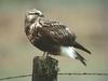 Rough-legged Hawk (Buteo lagopus)