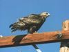 Rough-legged Hawk (Buteo lagopus)