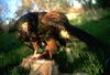 Harris's Hawk (Parabuteo unicinctus)