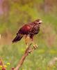 Harris's Hawk (Parabuteo unicinctus)