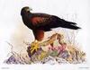 Harris's Hawk (Parabuteo unicinctus)