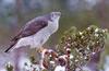 Northern Goshawk (Accipiter gentilis)