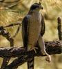 Northern Goshawk (Accipiter gentilis)