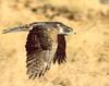 Northern Goshawk (Accipiter gentilis)