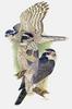 Northern Goshawk (Accipiter gentilis)