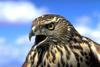 Northern Goshawk (Accipiter gentilis)