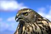 Northern Goshawk (Accipiter gentilis)