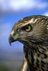 Northern Goshawk (Accipiter gentilis)