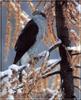 Northern Goshawk (Accipiter gentilis)