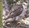 Northern Goshawk (Accipiter gentilis)