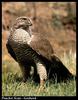 Northern Goshawk (Accipiter gentilis)