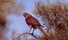 Brown Goshawk (Accipiter fasciatus)