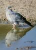 Pale Chanting-Goshawk (Melierax canorus)