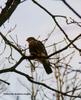 Sharp-shinned Hawk (Accipiter striatus)