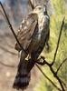 Sharp-shinned Hawk (Accipiter striatus)