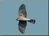 Sharp-shinned Hawk (Accipiter striatus)