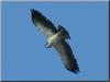 Short-tailed Hawk (Buteo brachyurus)