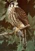 American Kestrel (Falco sparverius)