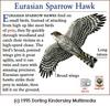 Eurasian Sparrowhawk (Accipiter nisus)