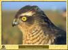 Eurasian Sparrowhawk (Accipiter nisus)