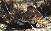 Eurasian Sparrowhawk (Accipiter nisus)