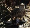 Eurasian Sparrowhawk (Accipiter nisus)