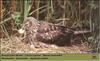 Northern Harrier, Hen Harrier (Circus cyaneus)