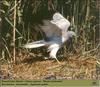 Northern Harrier, Hen Harrier (Circus cyaneus)