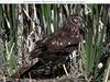 Northern Harrier (Circus cyaneus)