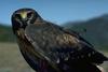 Northern Harrier (Circus cyaneus)