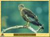 Eurasian Marsh-Harrier (Circus aeruginosus)