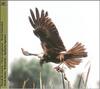 Eurasian Marsh-Harrier (Circus aeruginosus)