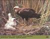 Eurasian Marsh-Harrier and chicks (Circus aeruginosus)