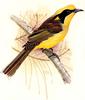 Helmeted Honeyeater (Lichenostomus melanops cassidix)